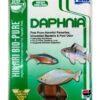 Hikari Bio-Pure Daphnia 100g -Sea View Aquarium Shop 042055303200