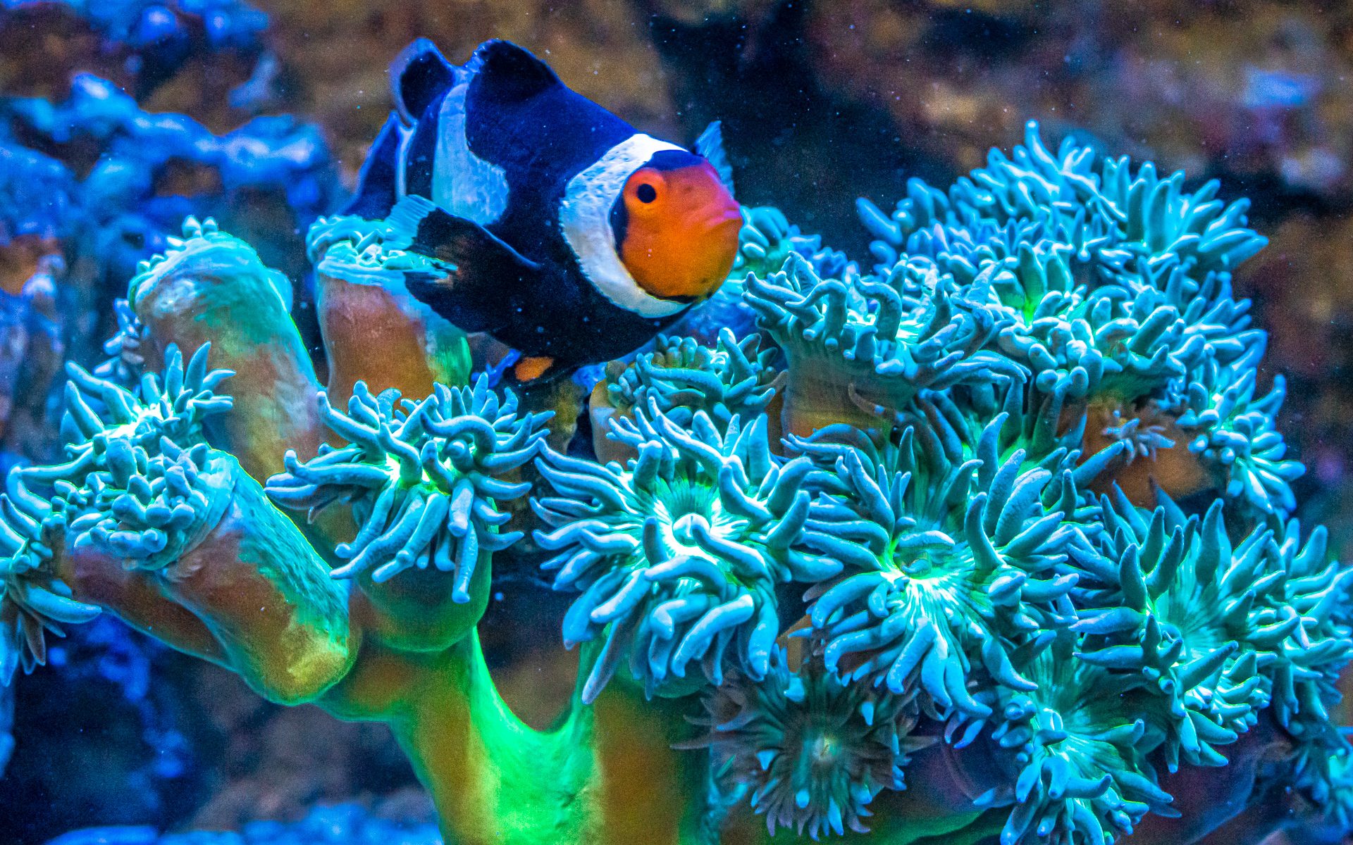 Sea View Aquarium Shop -Sea View Aquarium Shop DSC02903 1920x1200 1