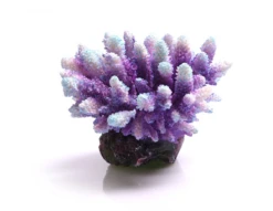 Acropora Purple/Aqua
