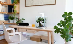 AquaEL Shrimp Set Day & Night 30 Black -Sea View Aquarium Shop aquaelshrimpset30whiteondesk