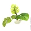 Betta Hammock Green Plant -Sea View Aquarium Shop bettahammockgreenplant