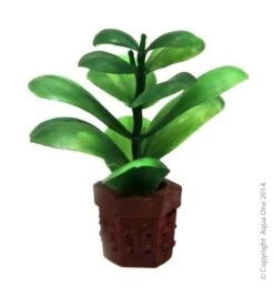 Betta Pot Plant Green