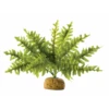 Exo Terra Boston Fern Small 25cm Wide 2 Exo Terra Boston Fern Small 25cm Wide -Sea View Aquarium Shop bostonfernsmall