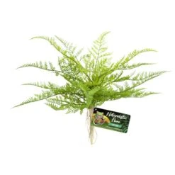 Zoo Med Lace Fern