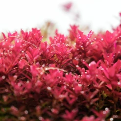 Chihiros B Series 90cm LED Non-Bluetooth Light 21 Chihiros B Series 90cm LED Non-Bluetooth Light -Sea View Aquarium Shop chihiros b series led lighting system chihiros aquatic studio 7