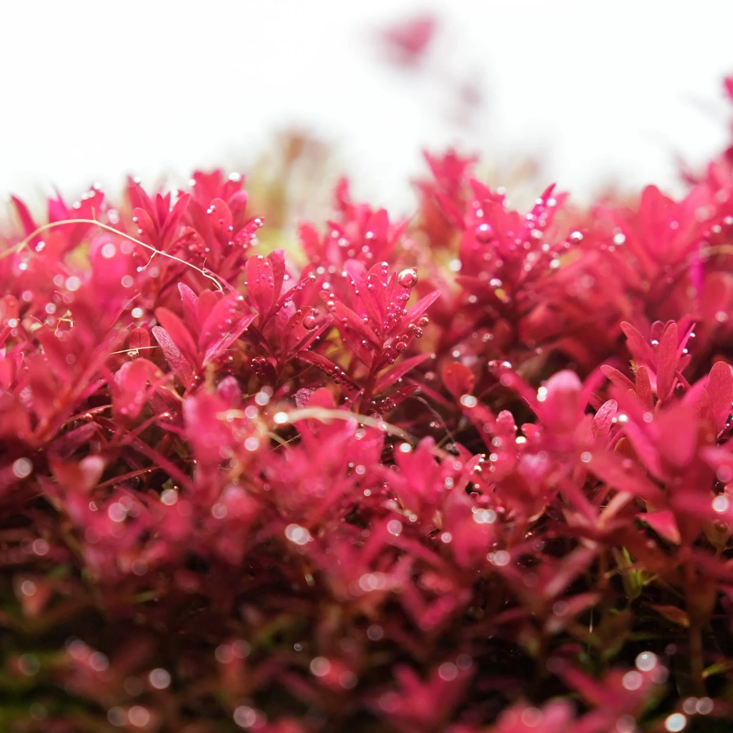 Chihiros B Series 90cm LED Non-Bluetooth Light 12 Chihiros B Series 90cm LED Non-Bluetooth Light - Image 10