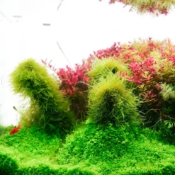 Chihiros B Series 90cm LED Non-Bluetooth Light 19 Chihiros B Series 90cm LED Non-Bluetooth Light -Sea View Aquarium Shop chihiros b series led lighting system chihiros aquatic studio 8