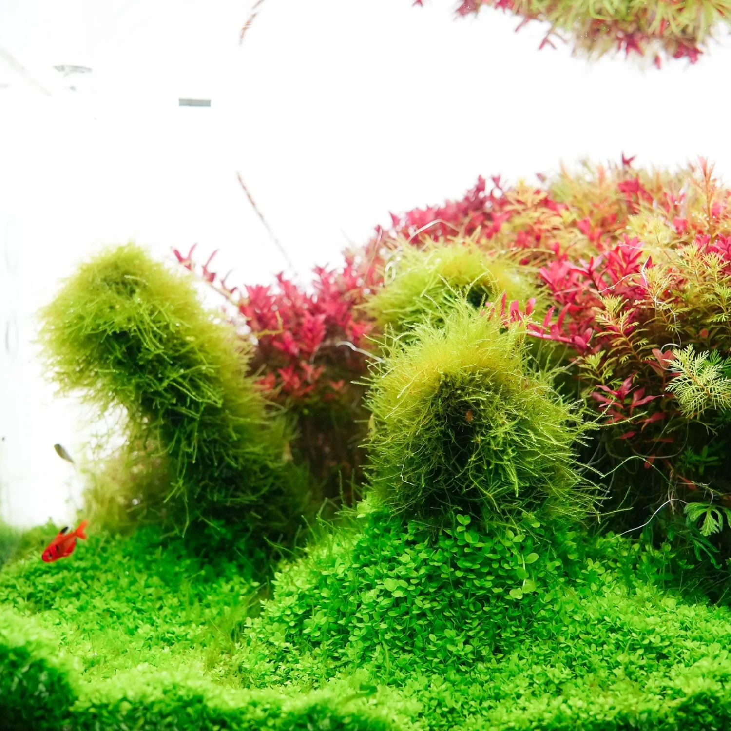 Chihiros B Series 90cm LED Non-Bluetooth Light 10 Chihiros B Series 90cm LED Non-Bluetooth Light - Image 8