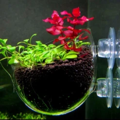 Chihiros Glass Plant Pot -Sea View Aquarium Shop chihirosglasspotwithplant