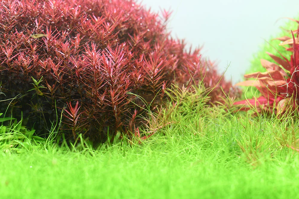 Aquario NEO Solution 1 4 Aquario NEO Solution 1 - Image 2