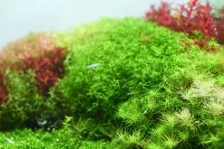 Aquario NEO Solution 1 8 Aquario NEO Solution 1 -Sea View Aquarium Shop csp002