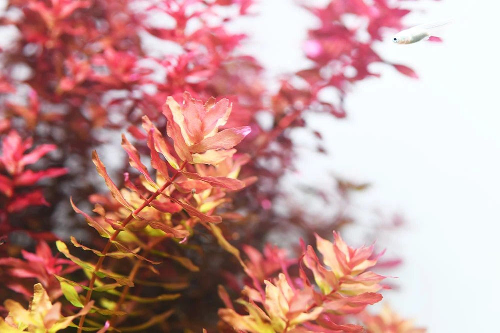 Aquario NEO Solution 1 6 Aquario NEO Solution 1 - Image 4