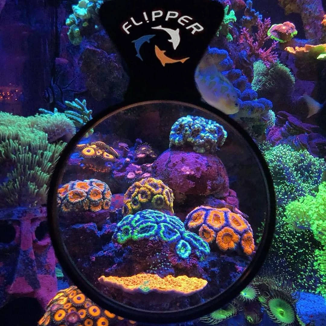 Flipper DeepSee Magnified Magnetic Aquarium Viewer 4" (10cm) 6 Flipper DeepSee Magnified Magnetic Aquarium Viewer 4" (10cm) - Image 4