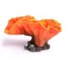 Euphyllia Orange -Sea View Aquarium Shop euphyliaorange