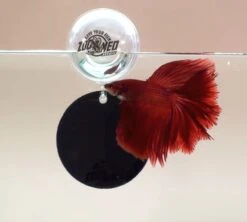 Zoo Med Floating Betta Exercise Mirror 7 Zoo Med Floating Betta Exercise Mirror -Sea View Aquarium Shop fighter
