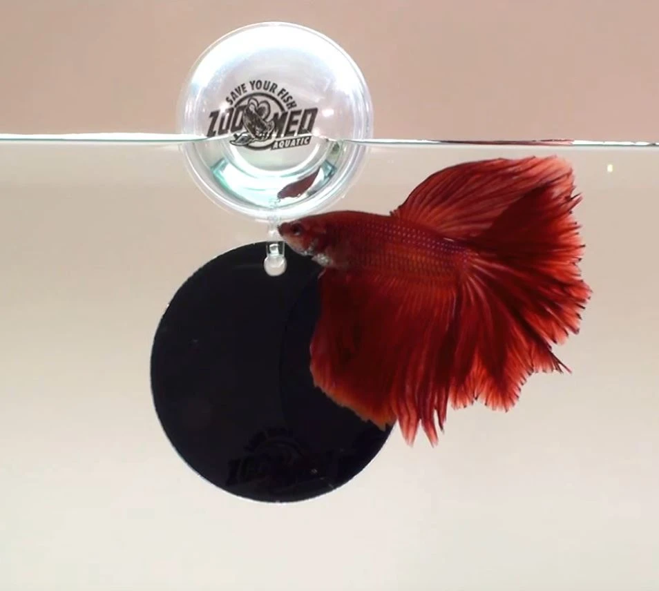 Zoo Med Floating Betta Exercise Mirror 5 Zoo Med Floating Betta Exercise Mirror - Image 3