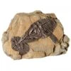 Reptile One Ornament Fossil Ichthyosaur Rock -Sea View Aquarium Shop fossilichthyosaurrock