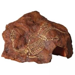 Reptile One Fossil Plesiosaur Rock