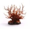 Gorgonian Coral -Sea View Aquarium Shop gorgoniancoral