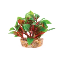 Kazoo Mini Plants Assorted -Sea View Aquarium Shop kazoominiplantsassortedred