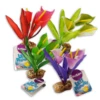 Kazoo Mini Silk Plants Funnel Leaf Assorted -Sea View Aquarium Shop kazoosilkplantsfunnelleafminiassorted2