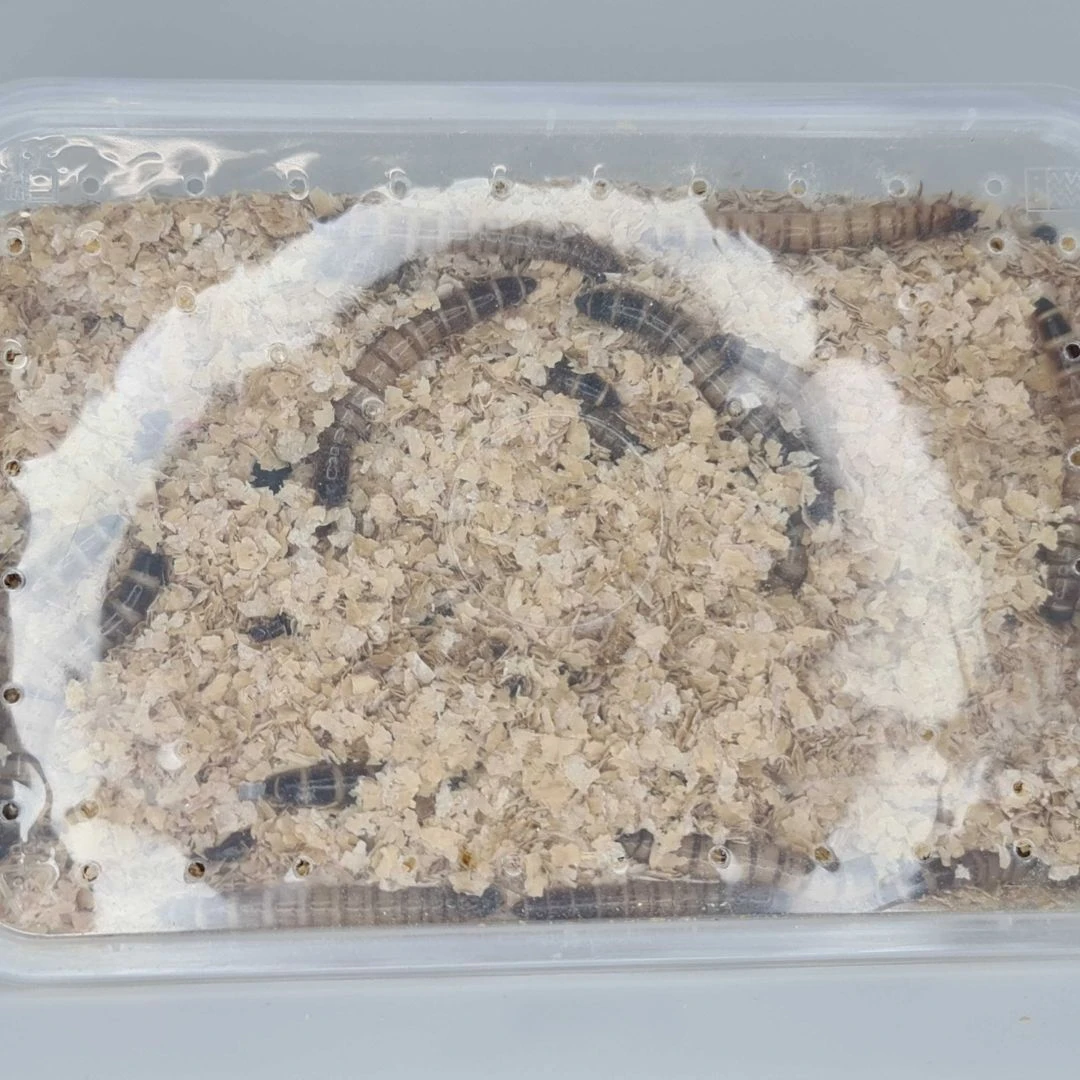 Minibeasts King Mealworms 50g 4 Minibeasts King Mealworms 50g - Image 2