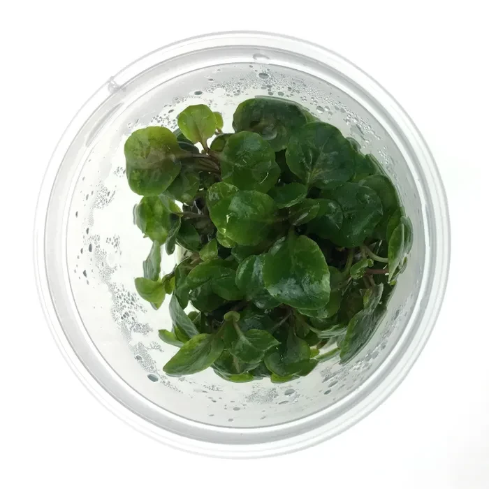 Tissue Culture - Lobelia Cardinalis 'Mini' 3 Tissue Culture - Lobelia Cardinalis 'Mini'