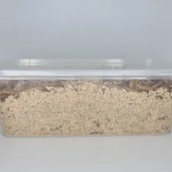 Minibeasts Mealworms 100g 6 Minibeasts Mealworms 100g -Sea View Aquarium Shop mealworms1002