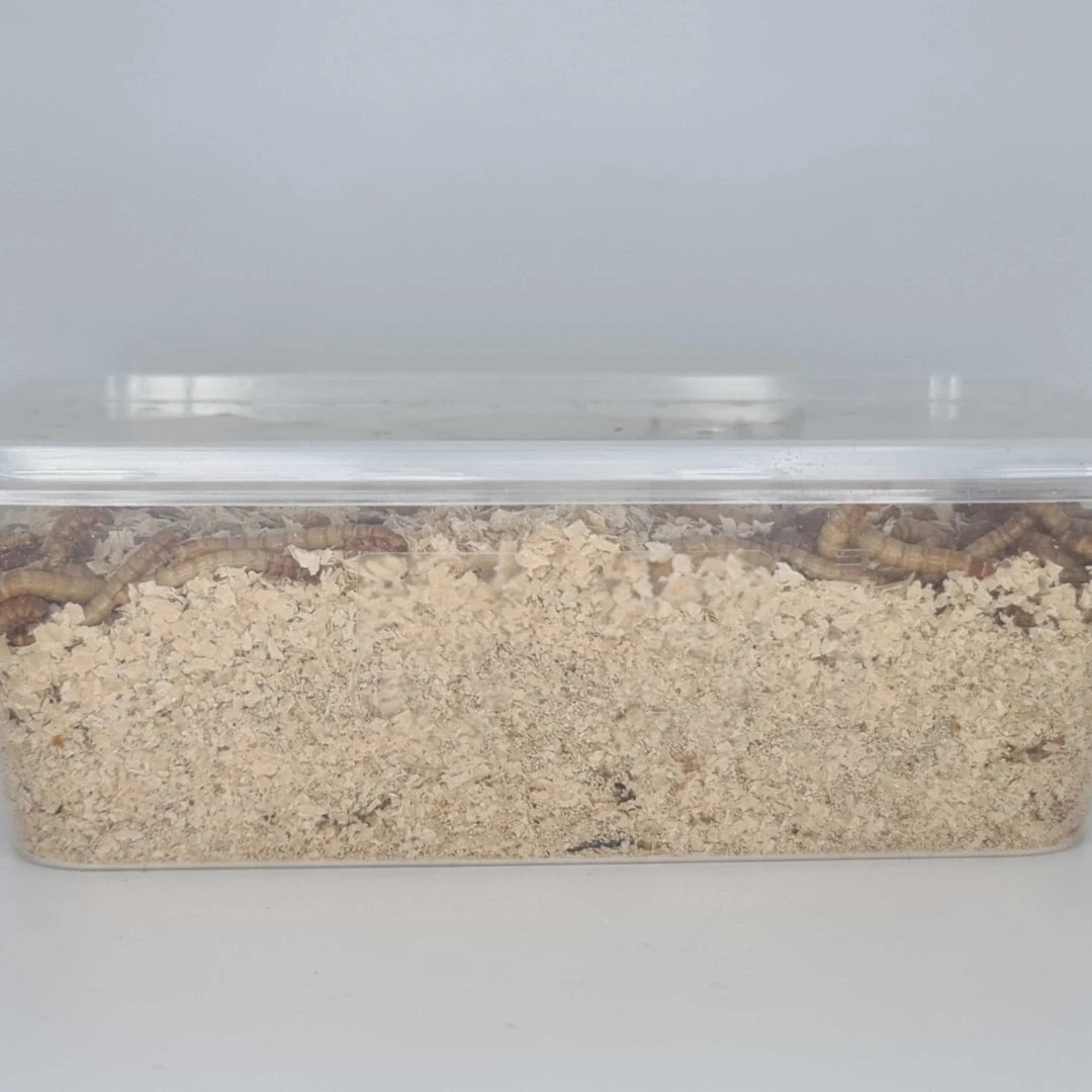 Minibeasts Mealworms 100g 4 Minibeasts Mealworms 100g - Image 2