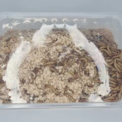 Minibeasts Mealworms 100g 7 Minibeasts Mealworms 100g -Sea View Aquarium Shop mealworms1003