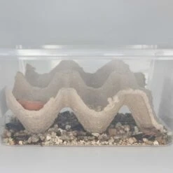 Minibeasts Woodies Medium -Sea View Aquarium Shop mediumwoodies2