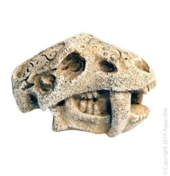 Mini Dinosaur Head With Fangs