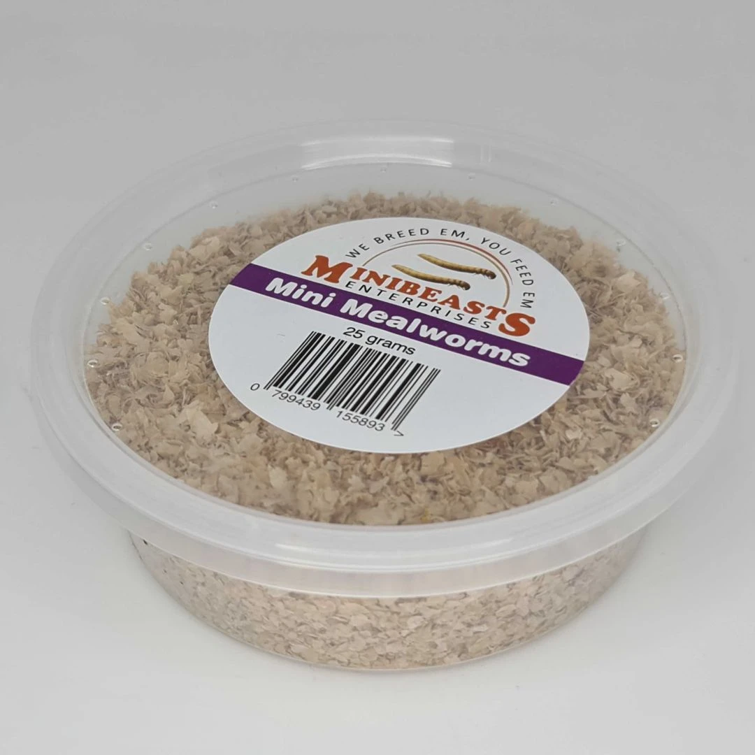 Minibeasts Mini Mealworms 25g 3 Minibeasts Mini Mealworms 25g