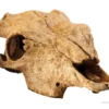 Exo Terra Buffalo Skull Medium -Sea View Aquarium Shop pt2857 buffalo skull