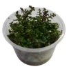 Tissue Culture - Rotala Rotundifolia 'Colorata' -Sea View Aquarium Shop rotalarotundifoliscolorata1