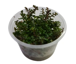Tissue Culture - Rotala Rotundifolia 'Colorata'