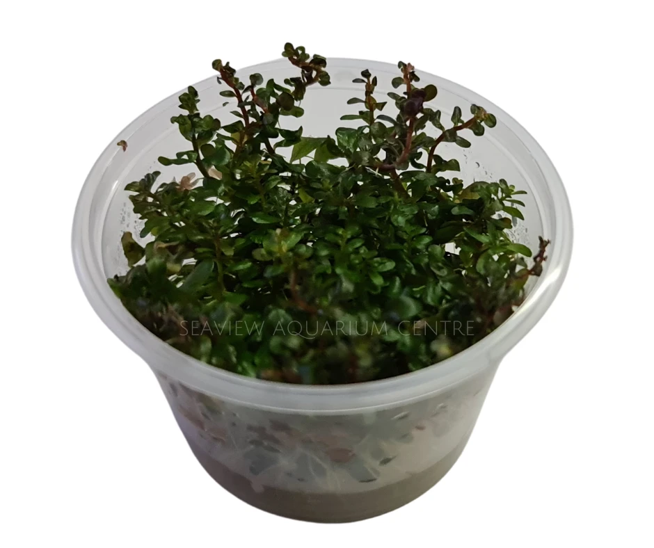 Tissue Culture - Rotala Rotundifolia 'Colorata' 3 Tissue Culture - Rotala Rotundifolia 'Colorata'