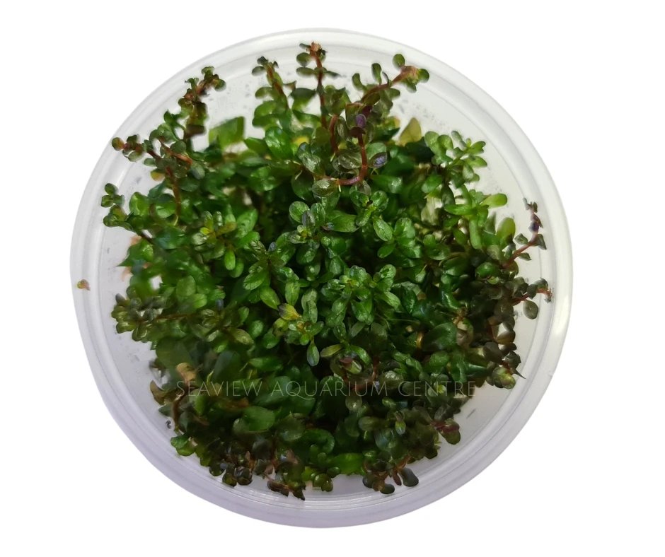 Tissue Culture - Rotala Rotundifolia 'Colorata' 4 Tissue Culture - Rotala Rotundifolia 'Colorata' - Image 2
