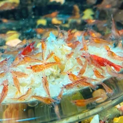 Snow By K.C. Aquarium Enterprises 75g -Sea View Aquarium Shop shrimpandsnow