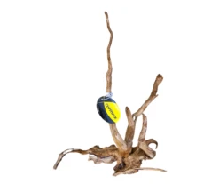 Dymax Tweety Wood Medium