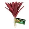 Zoo Med Fireball Bromeliad 2 Zoo Med Fireball Bromeliad -Sea View Aquarium Shop zm901