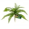 Zoo Med Sword Fern -Sea View Aquarium Shop zm904