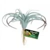 Zoo Med Tillandsia -Sea View Aquarium Shop zm905